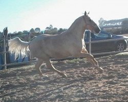 horse Saleroso (Lusitano, 2014)