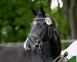 dressage horse Galina (Trakehner, 2009, from Oliver Twist)