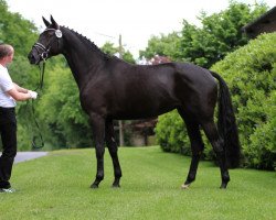 broodmare Asta Gribalda (Trakehner, 2011, from Gribaldi)