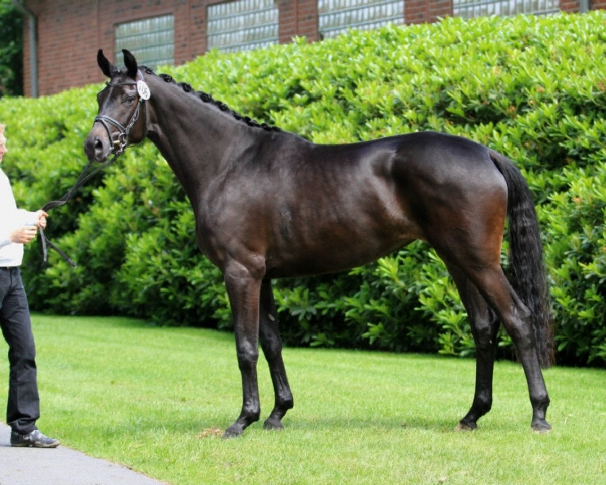 Zuchtstute Taiga (Trak) (Trakehner, 2011, von Delikat)