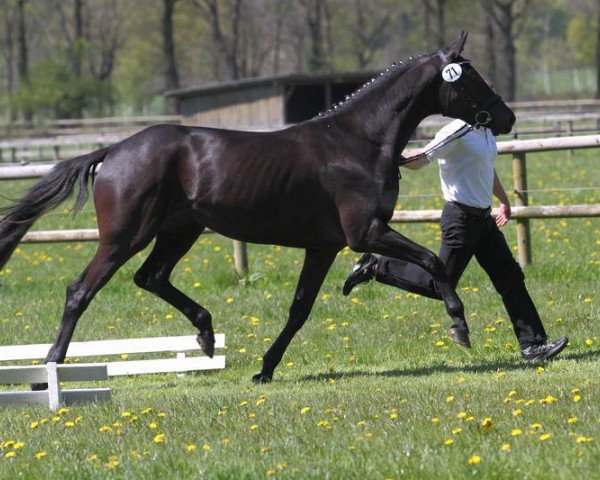 broodmare Gute Laune (Trakehner, 2013, from Schwarzgold)