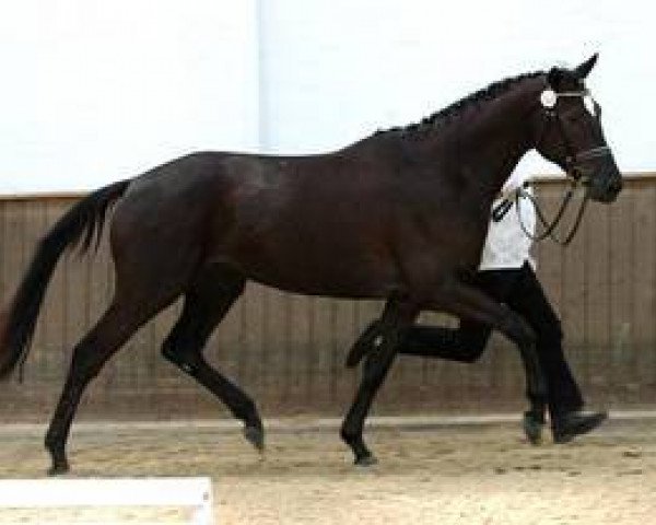 Pferd She's Lovely-Kirial (Trakehner, 2004, von Hohenstein I)