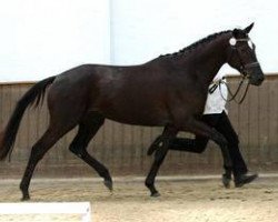 horse She's Lovely-Kirial (Trakehner, 2004, from Hohenstein I)