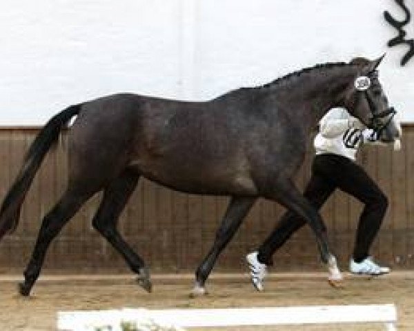 broodmare Hanja II (Trakehner, 2004, from Kantadou)