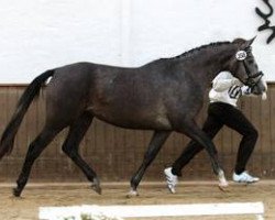 Zuchtstute Hanja II (Trakehner, 2004, von Kantadou)