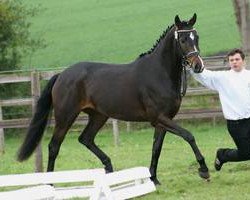 broodmare Farina (Trakehner, 2007, from Herzensdieb)