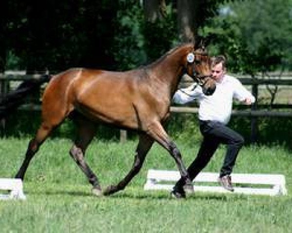 broodmare Papua Go (Trakehner, 2008, from Ballzauber)