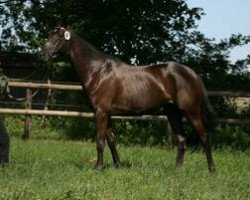 broodmare Armada (Trakehner, 2007, from Buddenbrock)