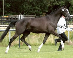 Pferd Happy Time WH (Trakehner, 2006, von Kapriolan F)