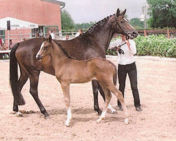 Zuchtstute Honey Moon WH (Trakehner, 1992, von Bormio xx)