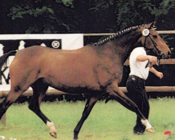 broodmare Sissy IV (Trakehner, 1986, from Sir Shostakovich xx)