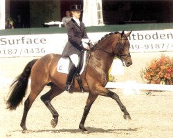 horse Ictenos (Trakehner, 1994, from Sir Chamberlain)