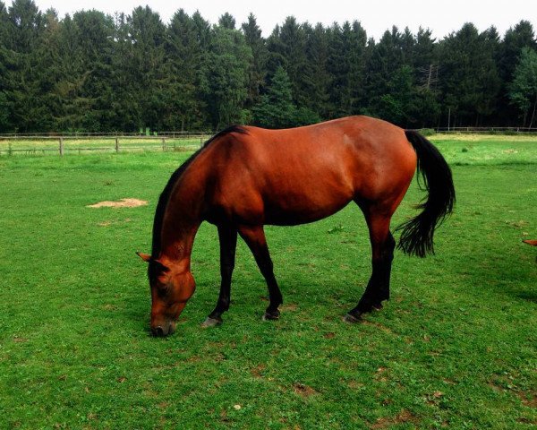 broodmare It´s me WH (Trakehner, 2011, from Hibiskus)