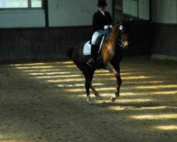 dressage horse Fiola-Gabriela (Bavarian, 2004, from Fielmann)