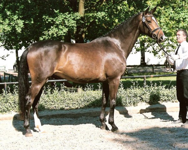 Zuchtstute Sylvana WH (Trakehner, 2007, von Enim Pascha)