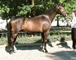 broodmare Sylvana WH (Trakehner, 2007, from Enim Pascha)