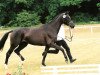 broodmare Sympathica WH (Trakehner, 2000, from Münchhausen)
