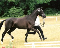 broodmare Sympathica WH (Trakehner, 2000, from Münchhausen)