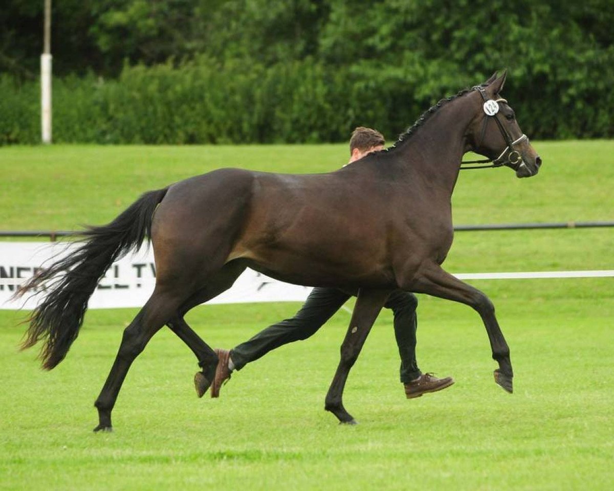 Zuchtstute Sambuca WH (Trakehner, 2009, von Herzensdieb)
