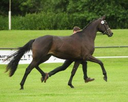 broodmare Sambuca WH (Trakehner, 2009, from Herzensdieb)