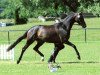 broodmare Samira WH (Trakehner, 2007, from Herzensdieb)