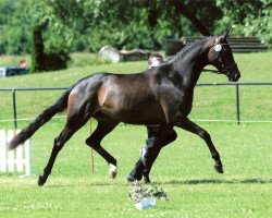 broodmare Samira WH (Trakehner, 2007, from Herzensdieb)