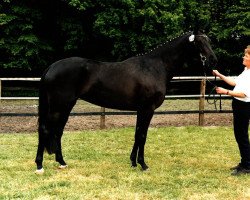 broodmare Syntje WH (Trakehner, 1996, from Herzruf)