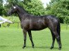 broodmare In Time WH (Trakehner, 2010, from Hibiskus)