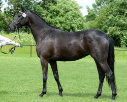 dressage horse In Time WH (Trakehner, 2010, from Hibiskus)