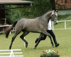 Pferd Iljana WH (Trakehner, 2002, von Sir Chamberlain)