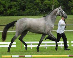 dressage horse It's Pretty WH (Trakehner, 2008, from Insterburg TSF)