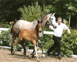 broodmare It's my life WH (Trakehner, 2001, from Sir Chamberlain)