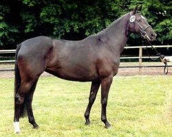 broodmare Keep cool (Trakehner, 1996, from Sixtus)