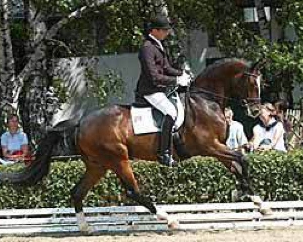 horse Kaspaar (Trakehner, 2002, from Münchhausen)