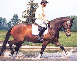 Zuchtstute Kastella (Trakehner, 1982, von Inschallah AA)