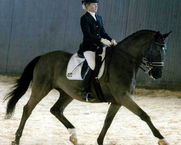 Pferd Kempinski (Trakehner, 1986, von Fahnentraeger II)