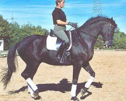 Pferd Kevin (Trakehner, 1994, von Herzruf)