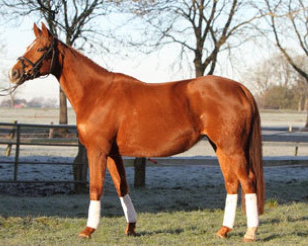 broodmare Holey Cheese (Trakehner, 2005, from Sky Dancer)