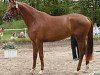 broodmare Holey Kasparlina (Trakehner, 2001, from Kasparow)