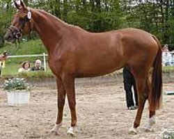 Zuchtstute Holey Kasparlina (Trakehner, 2001, von Kasparow)