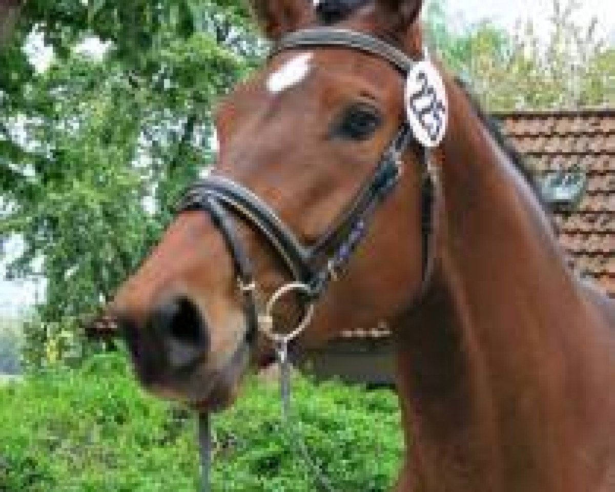 broodmare La Traviata TL (Trakehner, 2012, from Kentucky)