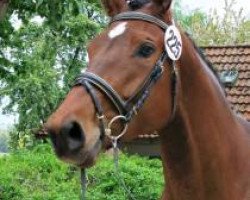 Pferd La Traviata TL (Trakehner, 2012, von Kentucky)