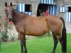 broodmare Idee Folle de la Bastide (Belgium Sporthorse, 1992, from Descuidado de la Bastide)