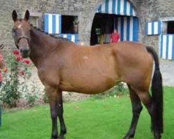 broodmare Idee Folle de la Bastide (Belgium Sporthorse, 1992, from Descuidado de la Bastide)