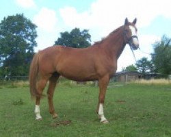 broodmare Latina III (Trakehner, 1997, from Friedensfürst)