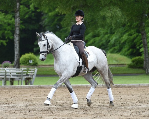 dressage horse Panzerknacker (Trakehner, 2010, from Irdenkreis)