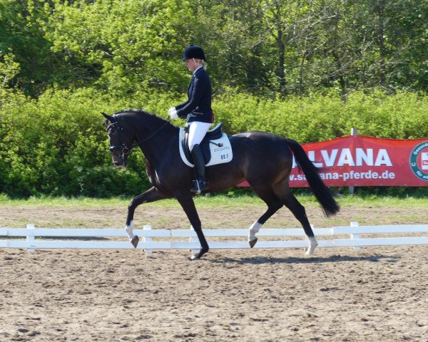 broodmare Landlady 66 (Trakehner, 2013, from United Nations xx)