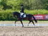 broodmare Landlady 66 (Trakehner, 2013, from United Nations xx)