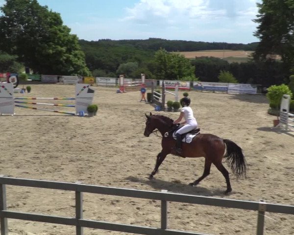 Reitturnier Kalenborn Hegehof 2019