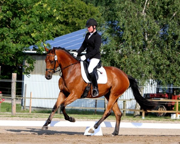 broodmare Fabelstern (Trakehner, 2011, from Imperio 3)